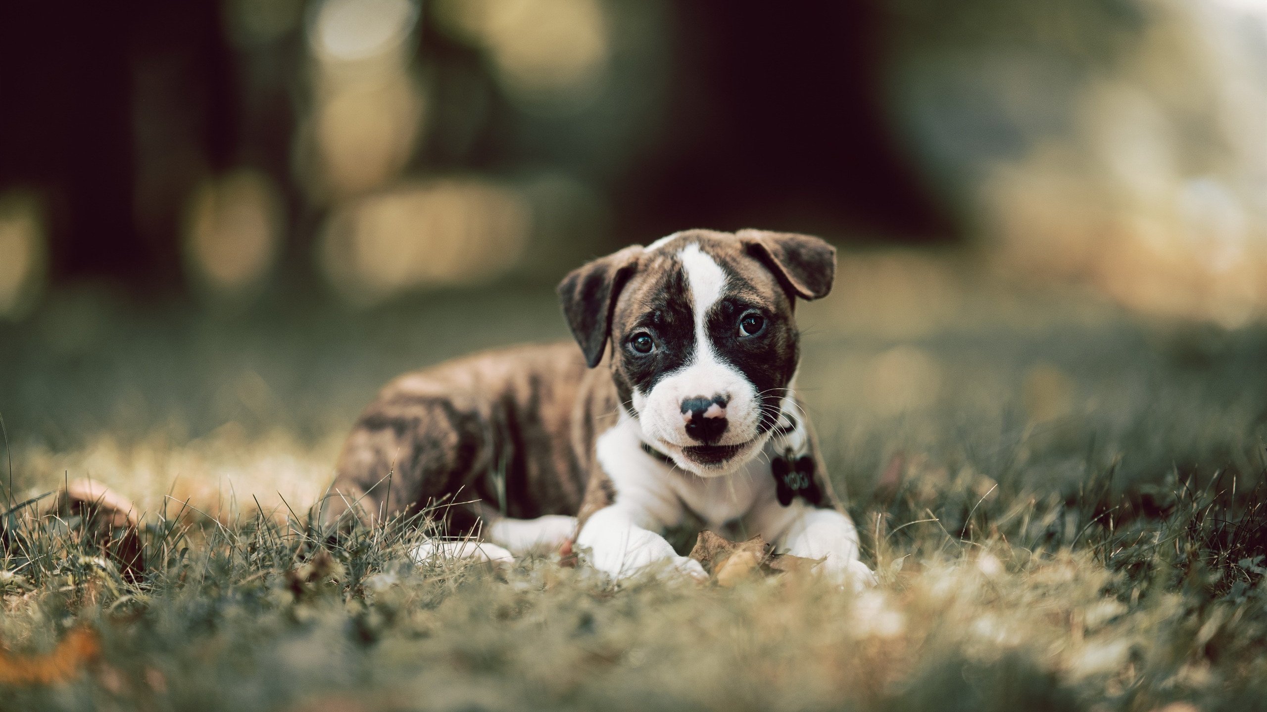 分毫之间，从绿茵场到乒乓球台，胜利如何被重新定义