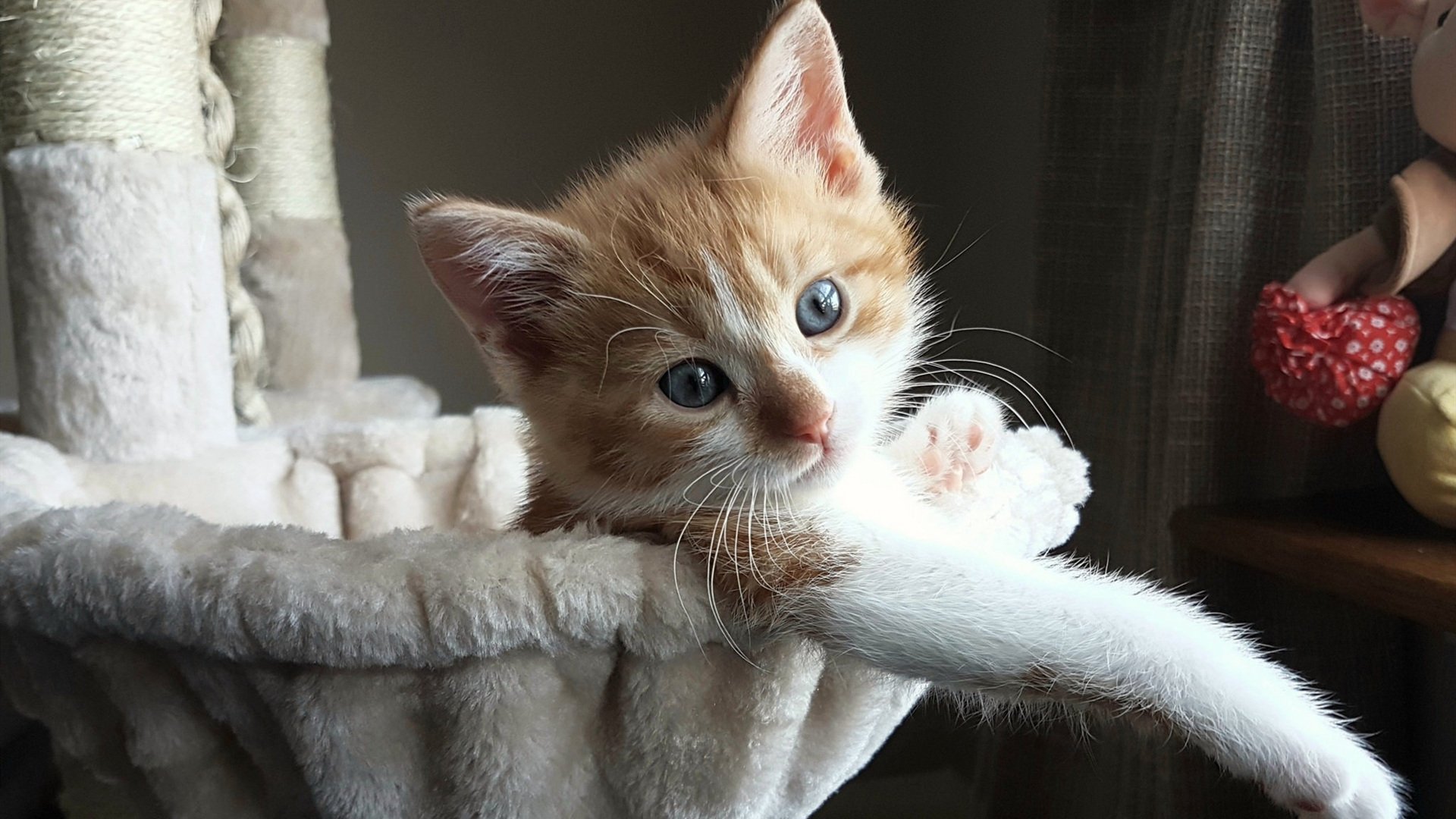 当铁壁崩塌，波兰军团碾压中国王牌，张本智和的剑刺穿神话