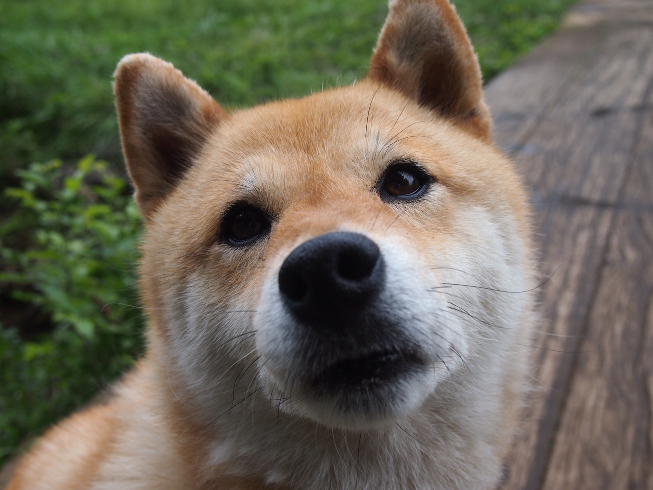 银蓝色猎豹的觉醒，威廉姆斯碾压哈斯，维斯塔潘化作赛道上空的暗红彗星