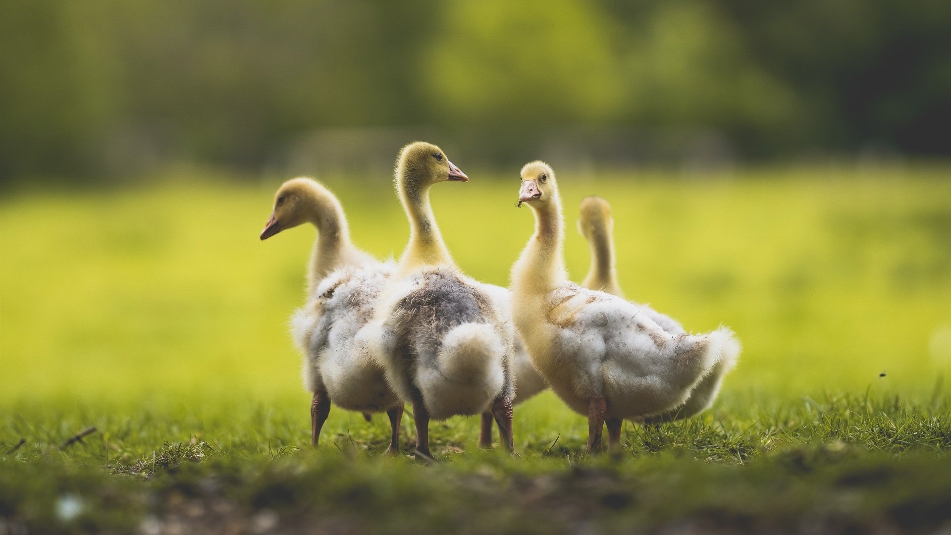 北欧冰霜,巴尔干烈焰,一场被伊布改写的节奏之争
