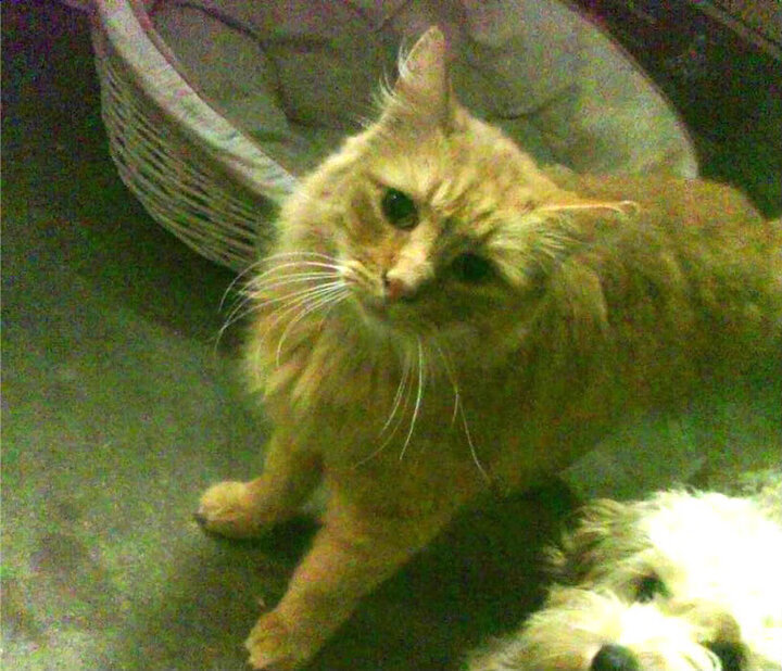 从卡马文加的琴弦到森保一的棋局,当节奏完全掌控成为现代足球的终极法则