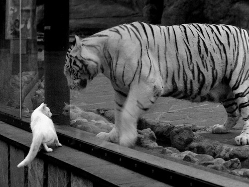 一曲奔流的弗拉明戈,塞维利亚在威尔士沉寂的土地上奏响,罗德里戈成为今夜唯一的注脚