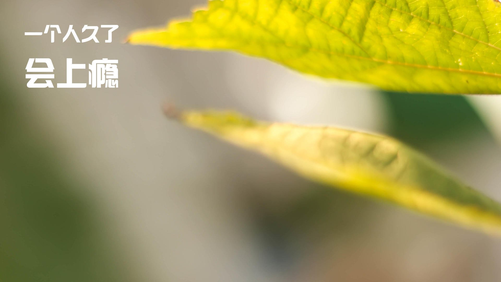 足球世界新王诞生？非典型后卫巴斯托尼在美北非战中的数据革命