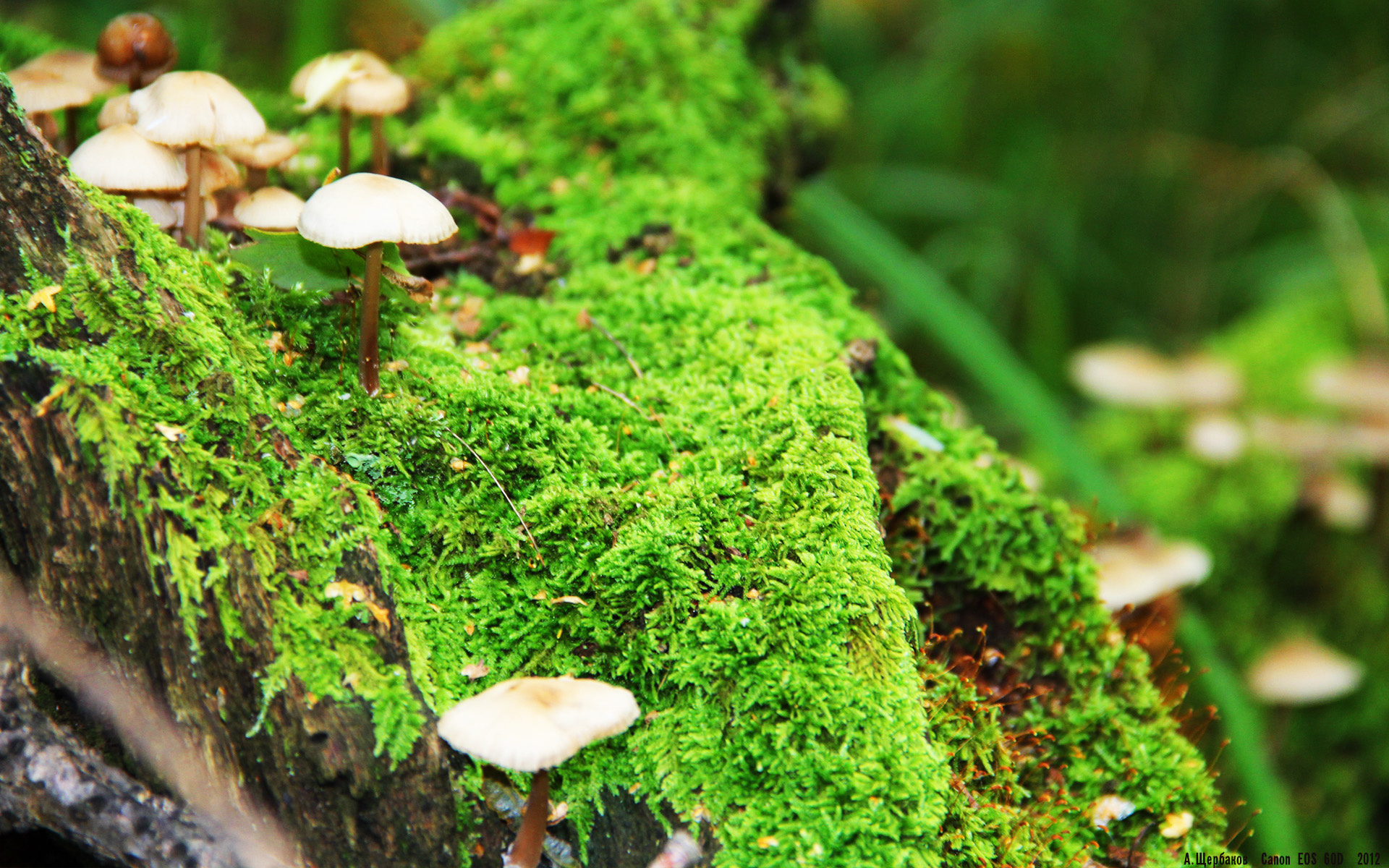 绿茵烽火连天，篮坛压哨绝杀—双线战场的激情与意志