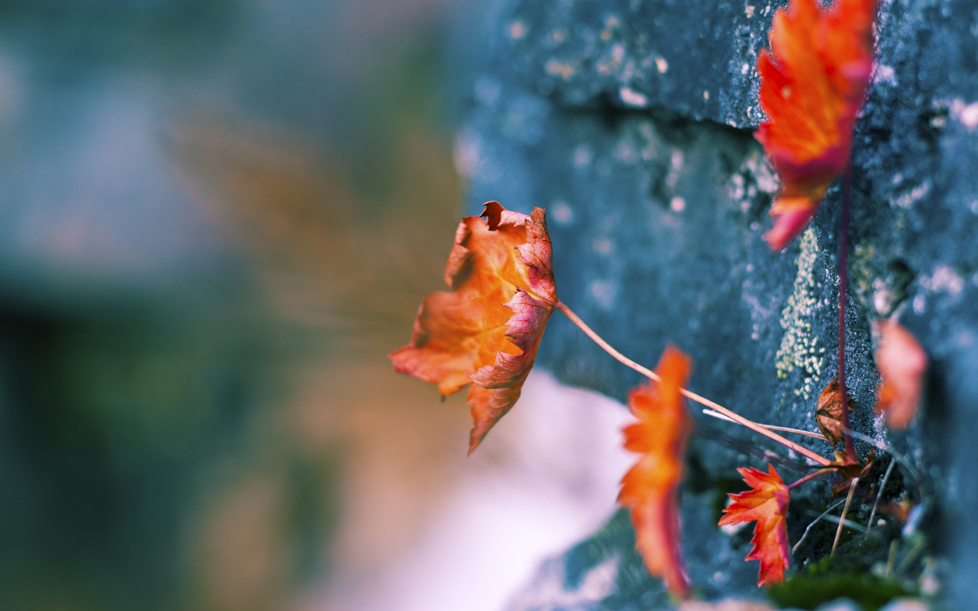 美加墨世界杯焦点战，澳大利亚爆冷击败巴萨西班牙，改写足球历史