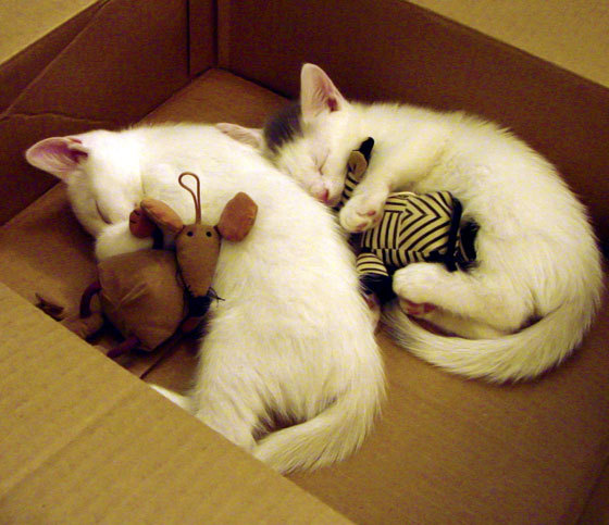 体育之美的交响曲,维尼修斯的火种与波兰团队的意志