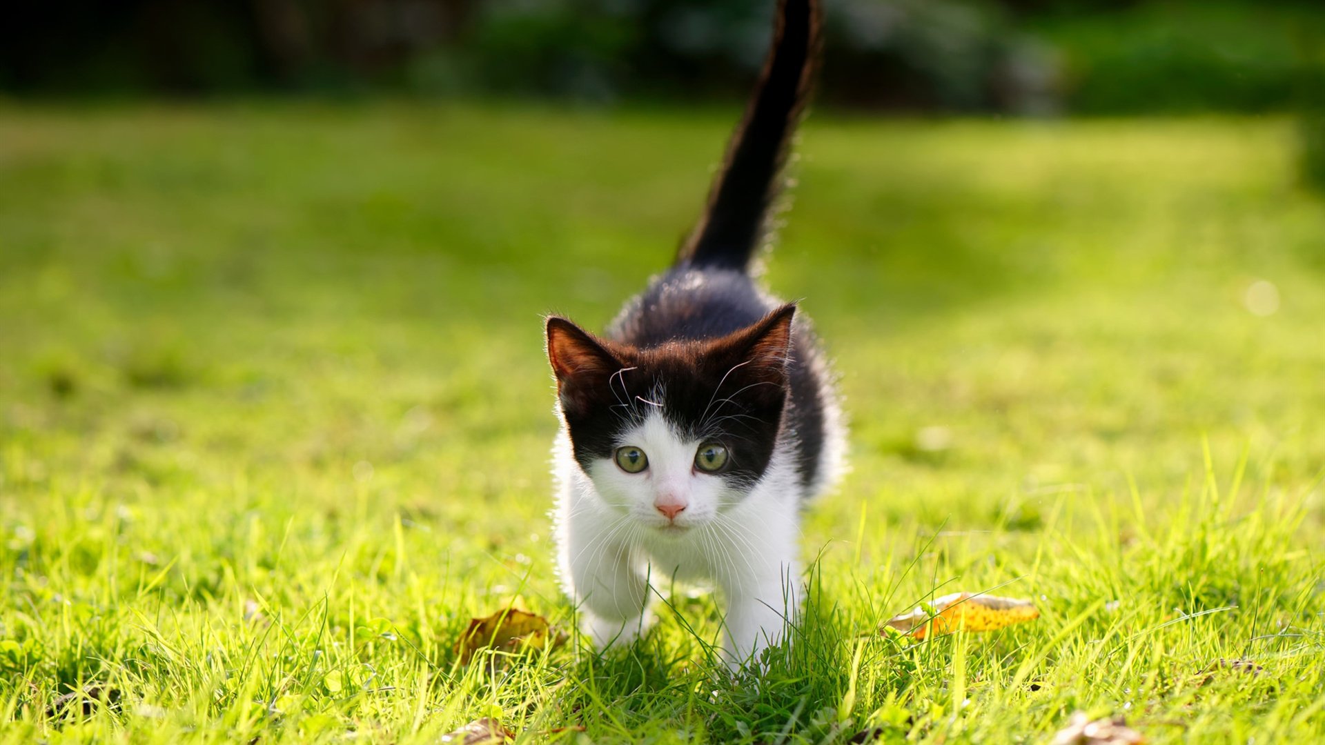 足球的两种时间与一个意外，当乌拉圭掀翻阿森纳