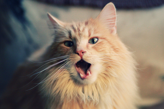 亚特兰大碾压夺冠，阿尔瓦雷斯金球定义新传奇