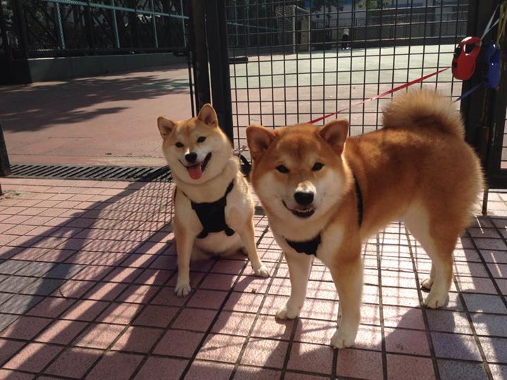 虚战秘鲁，当阿尔瓦雷斯的个人火焰照亮伯纳乌的险胜