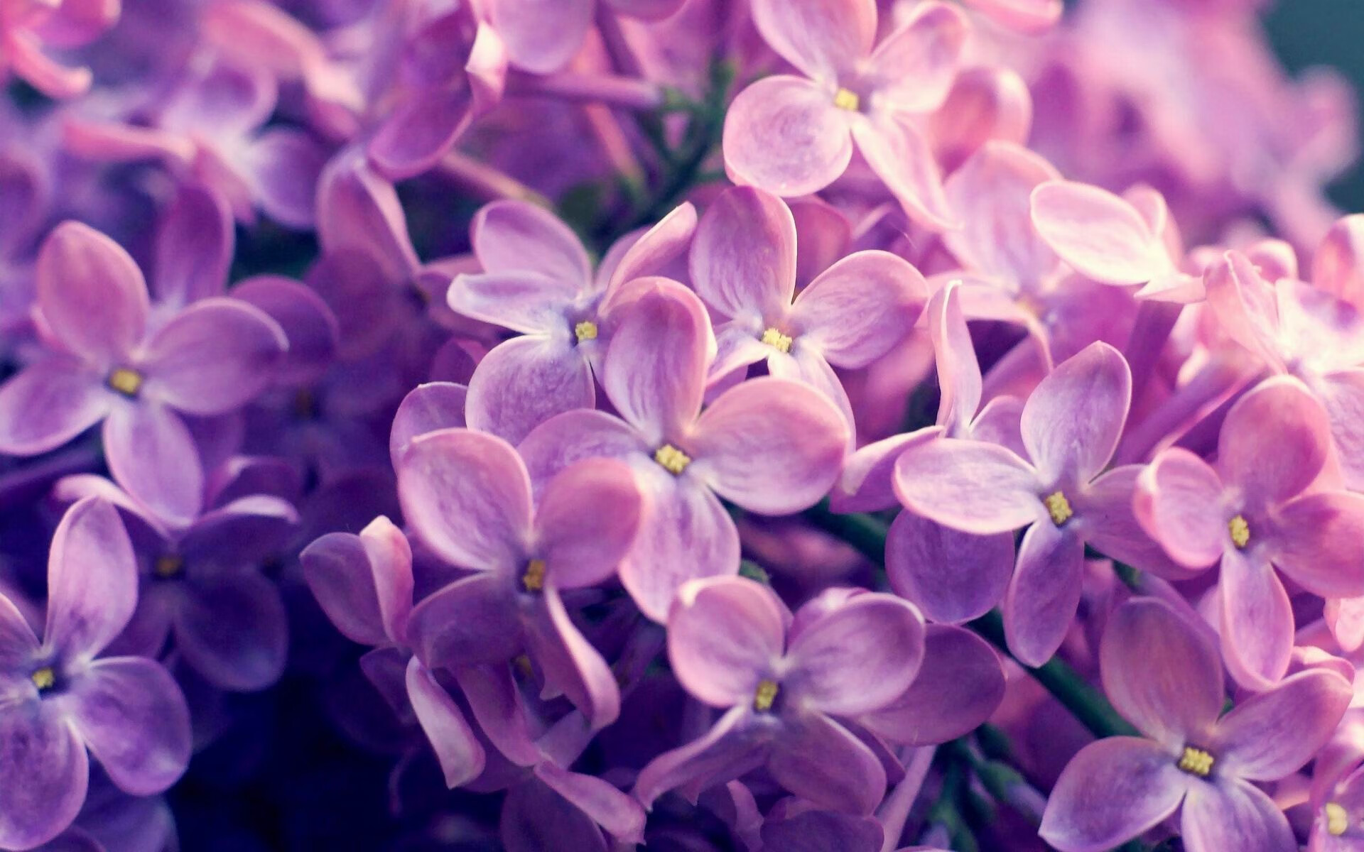 赛场上的沉思者,约基奇如何在风暴眼中雕刻宁静