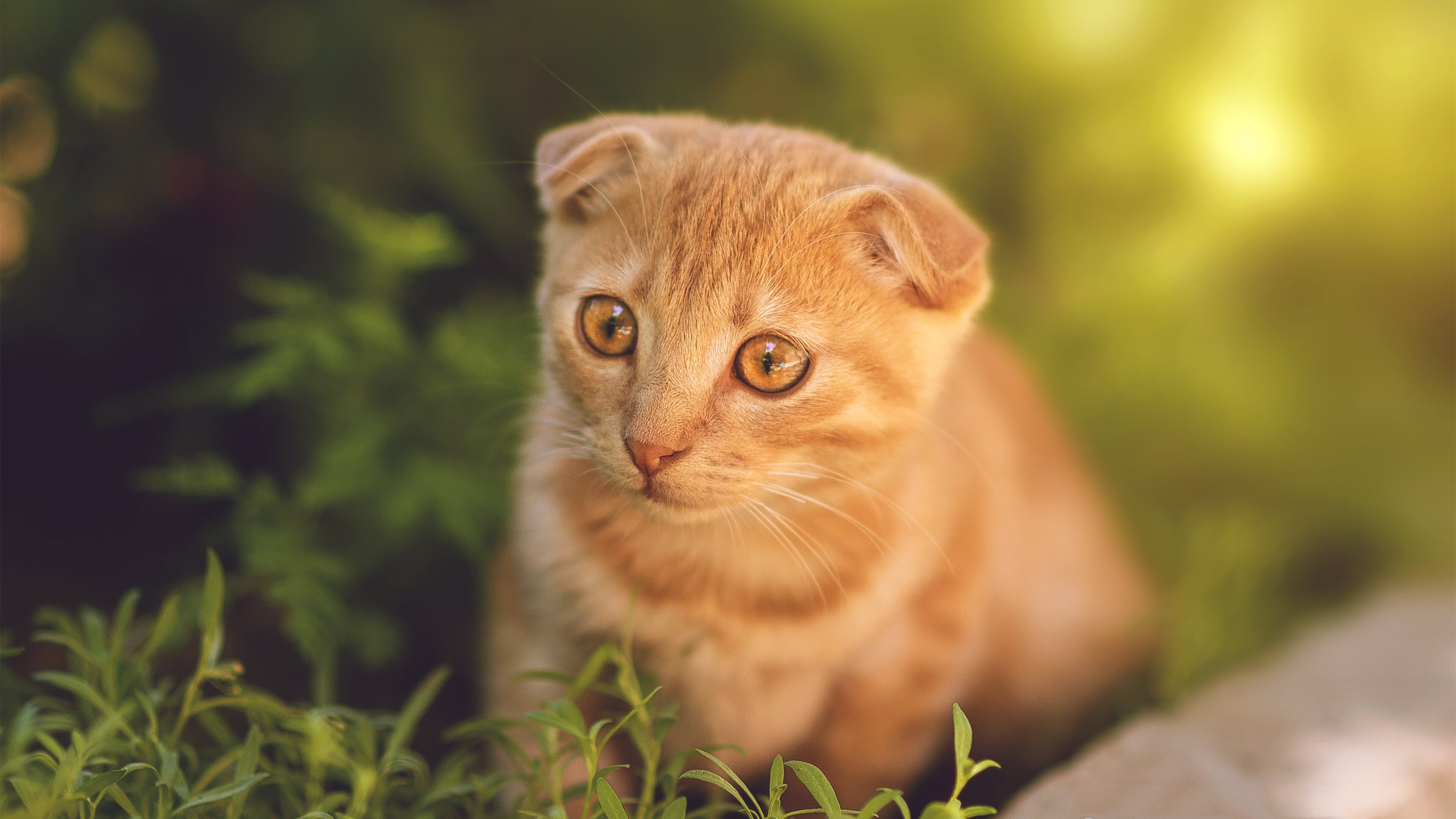 欧冠半决赛焦点战，灰熊硬仗取胜湖人，NBA赛场上的欧洲巅峰对决