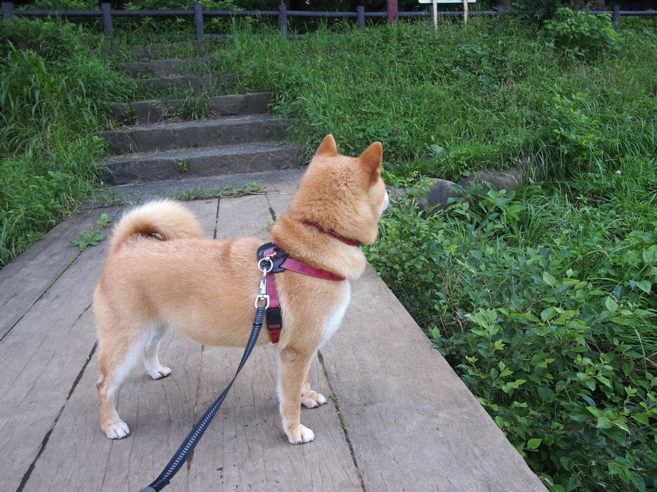 王朝余晖与新帝的加冕礼，库里爆发夜的76人生死战