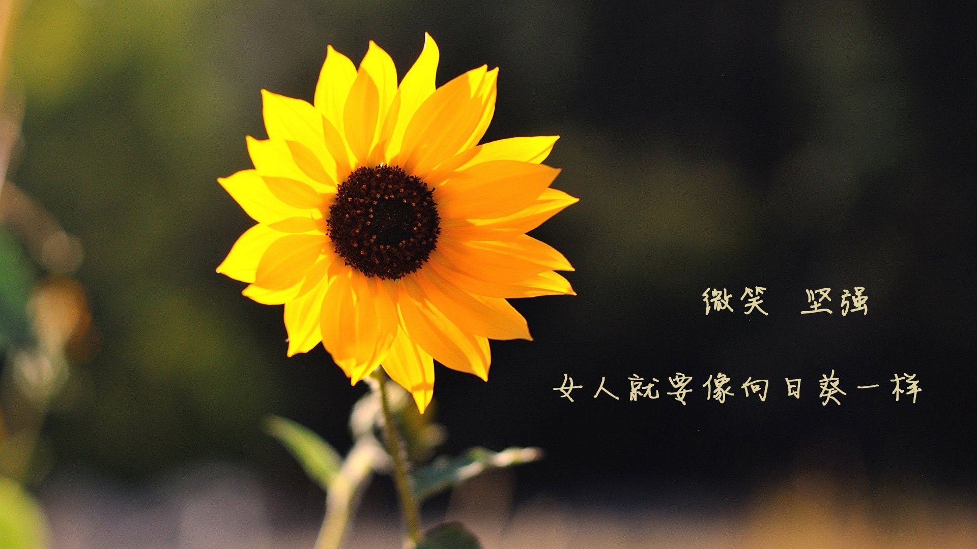 2026世界杯H组战记，内马尔领衔控球风暴，美国打破斯洛伐克铁壁